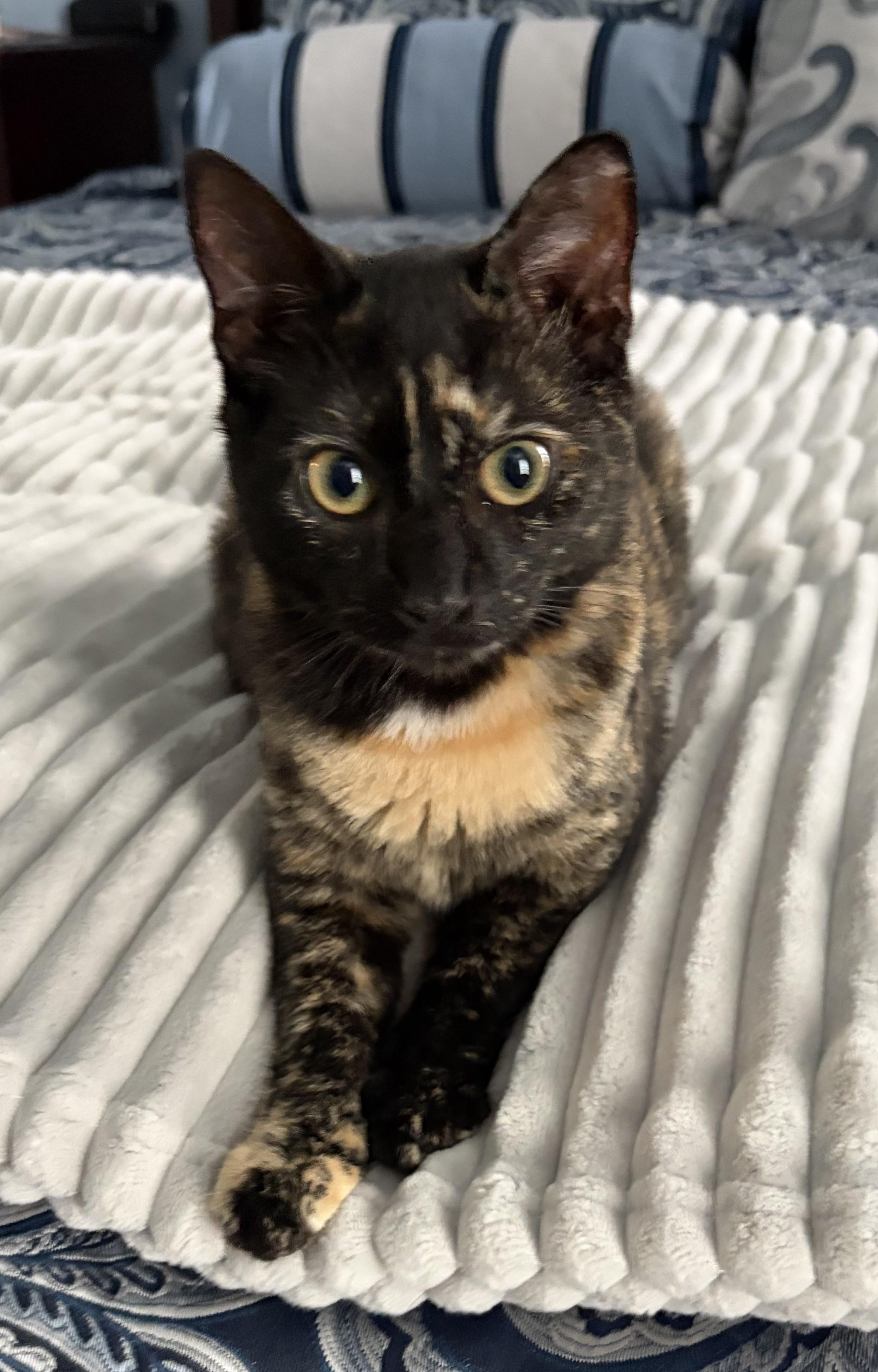 Enlarge Isabella, a Adoptable Domestic Short Hair in Dover, DE image 1/3