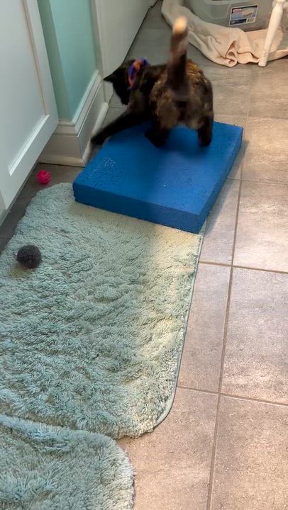 Enlarge Isabella, a Adoptable Domestic Short Hair in Dover, DE video 3/3