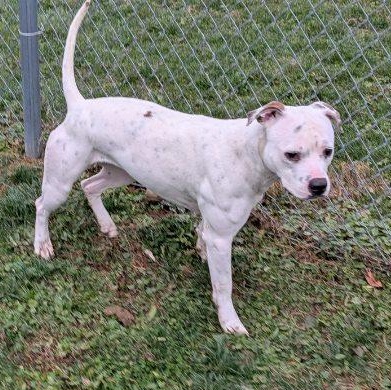 Cranberry , ADOPTABLE, Young Female American Bully & Terrier.