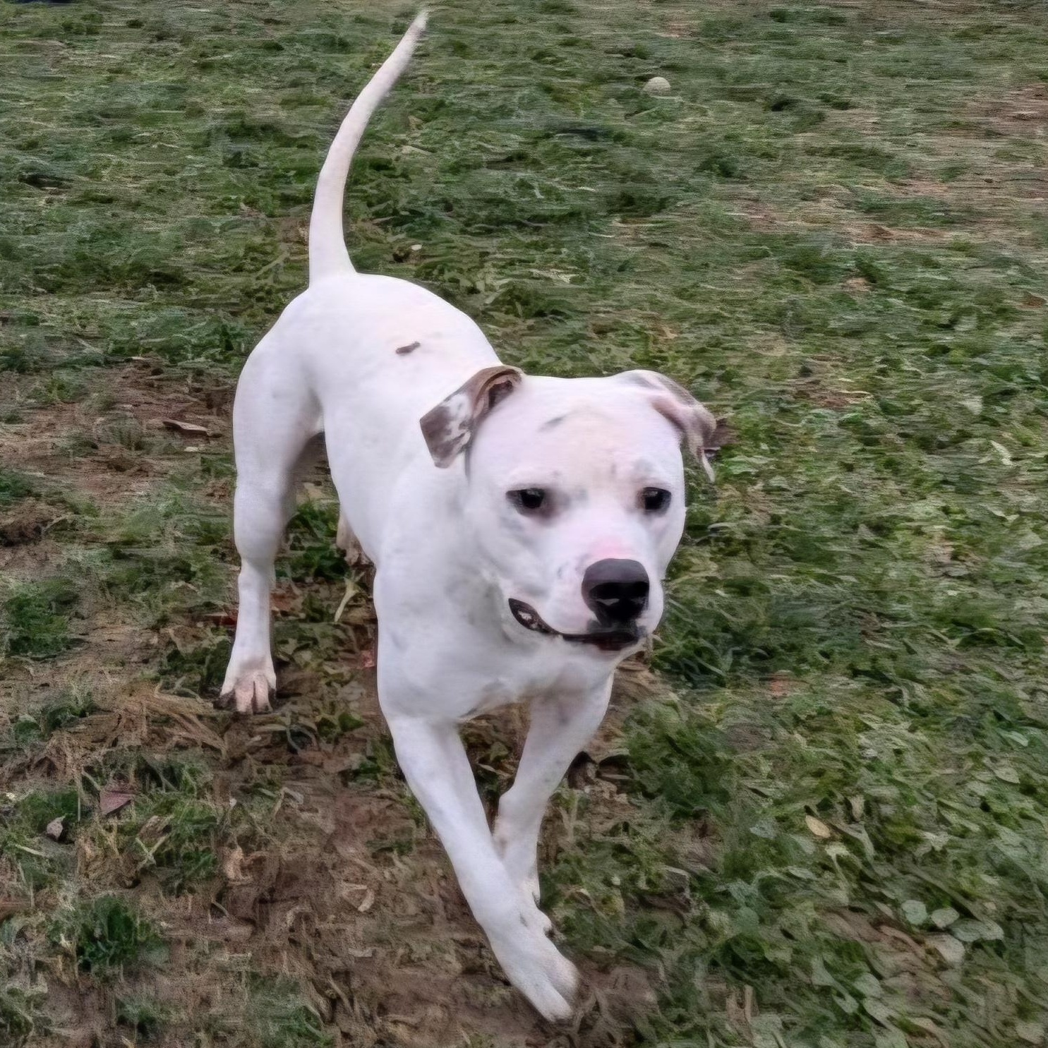 Enlarge Cranberry , a ADOPTABLE mixed breed in Xenia , OH image 2/5