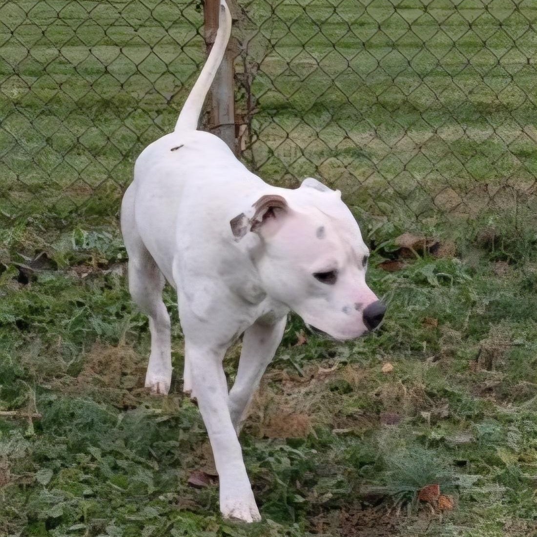 Enlarge Cranberry , a ADOPTABLE mixed breed in Xenia , OH image 3/5
