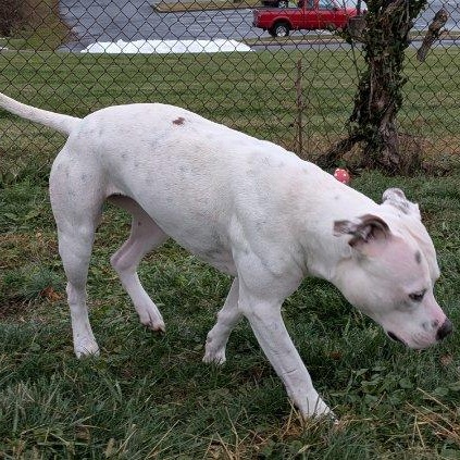 Enlarge Cranberry , a ADOPTABLE mixed breed in Xenia , OH image 5/5