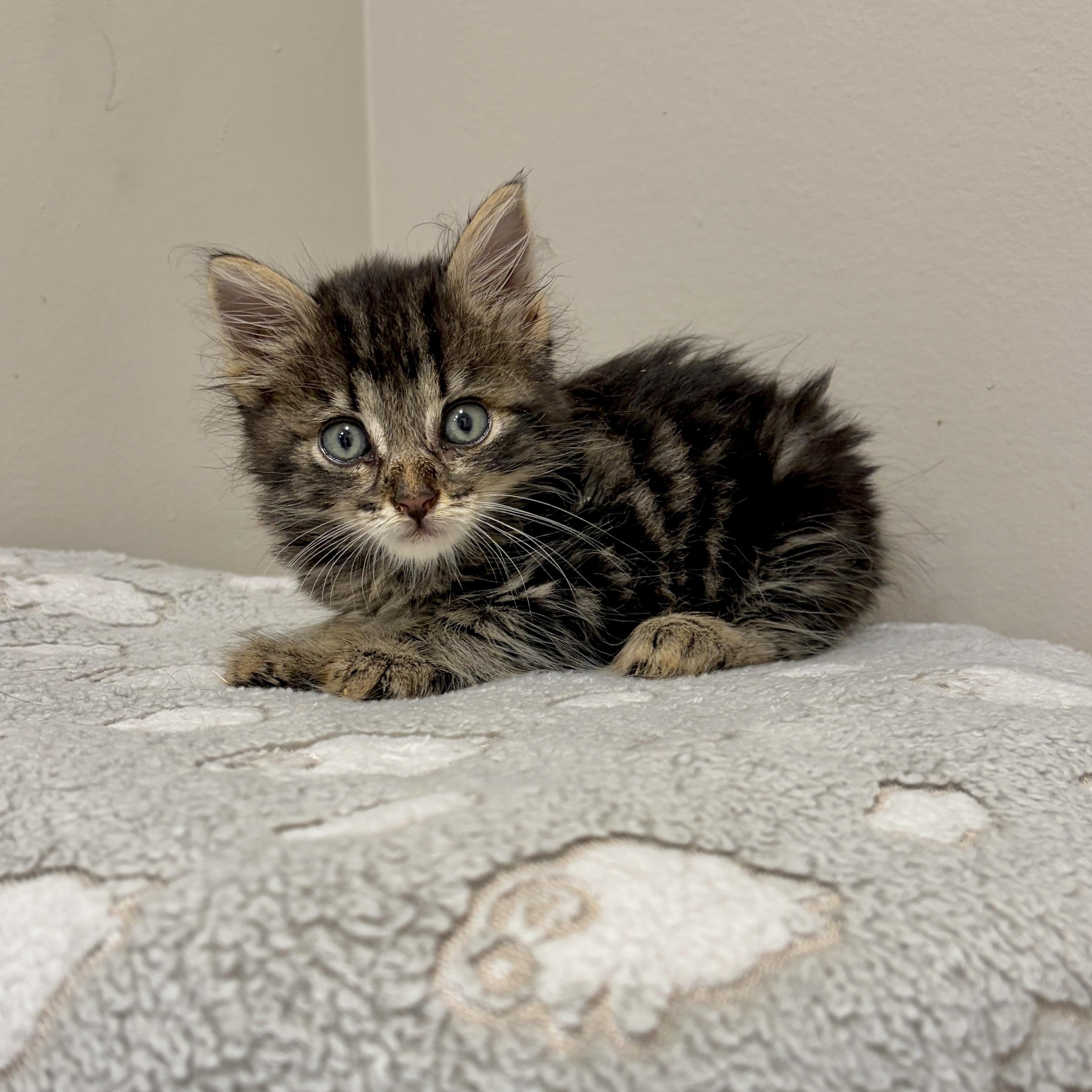 Honor, Adoptable, Kitten Male Domestic Long Hair & Maine Coon.