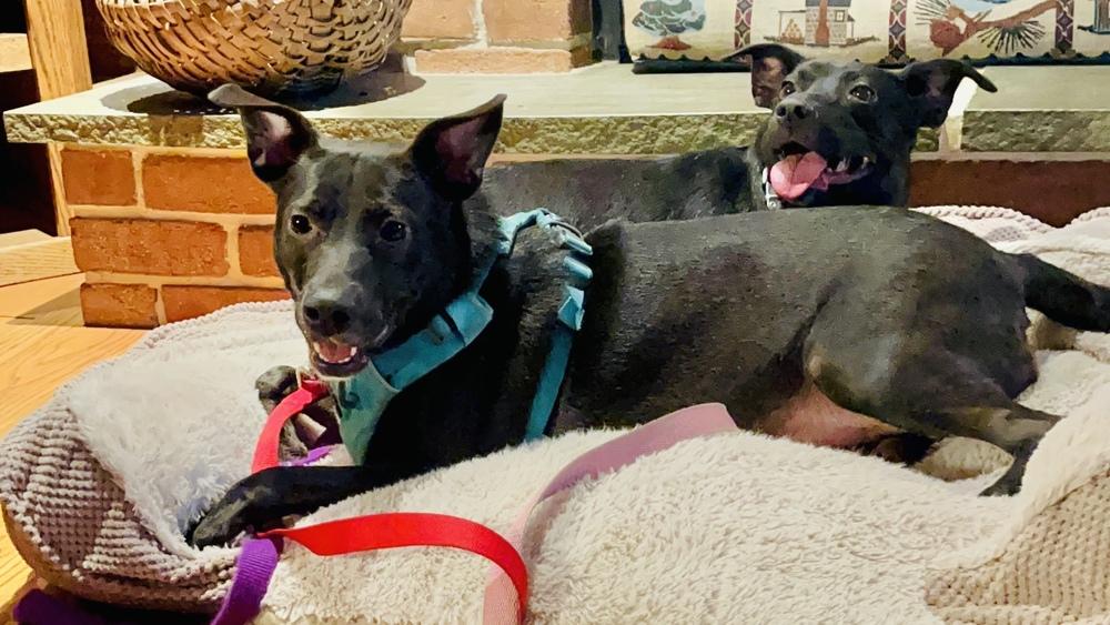 Annie, Adoptable, Young Female Labrador Retriever.