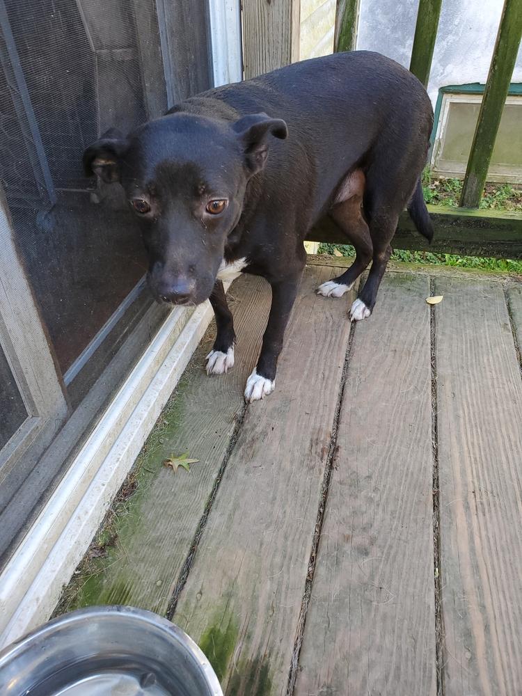 Enlarge Annie, a Adoptable mixed breed in Pottstown, PA image 3/6