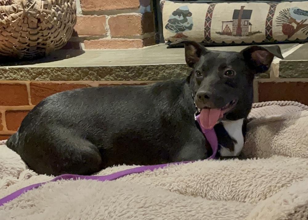 Enlarge Annie, a Adoptable mixed breed in Pottstown, PA image 5/6