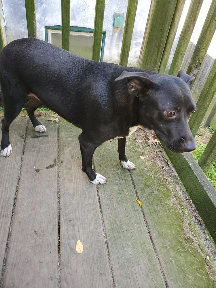 Enlarge Annie, a Adoptable mixed breed in Pottstown, PA image 4/6