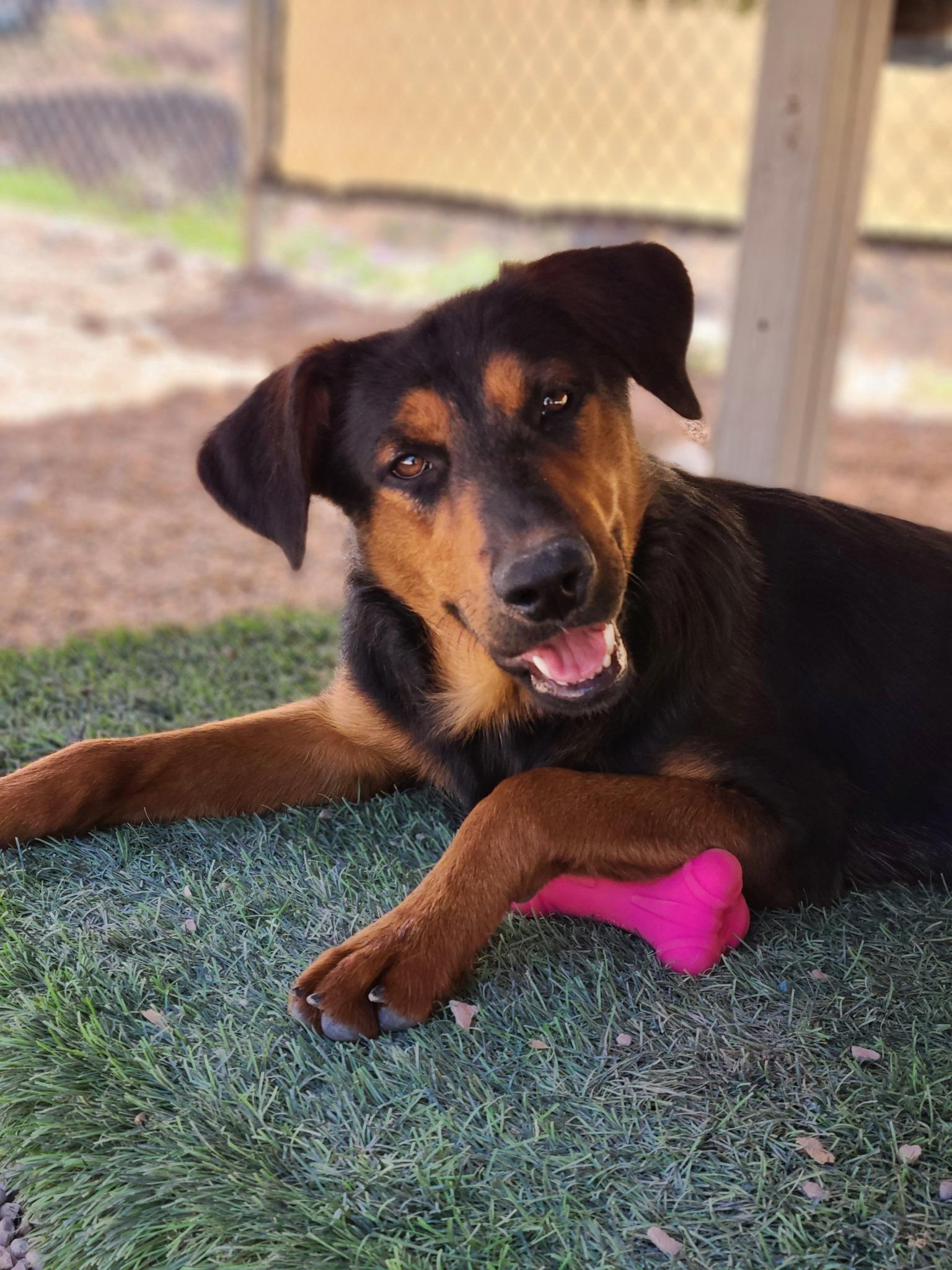 Molli, a Adoptable mixed breed in La Verkin, UT image 2/3