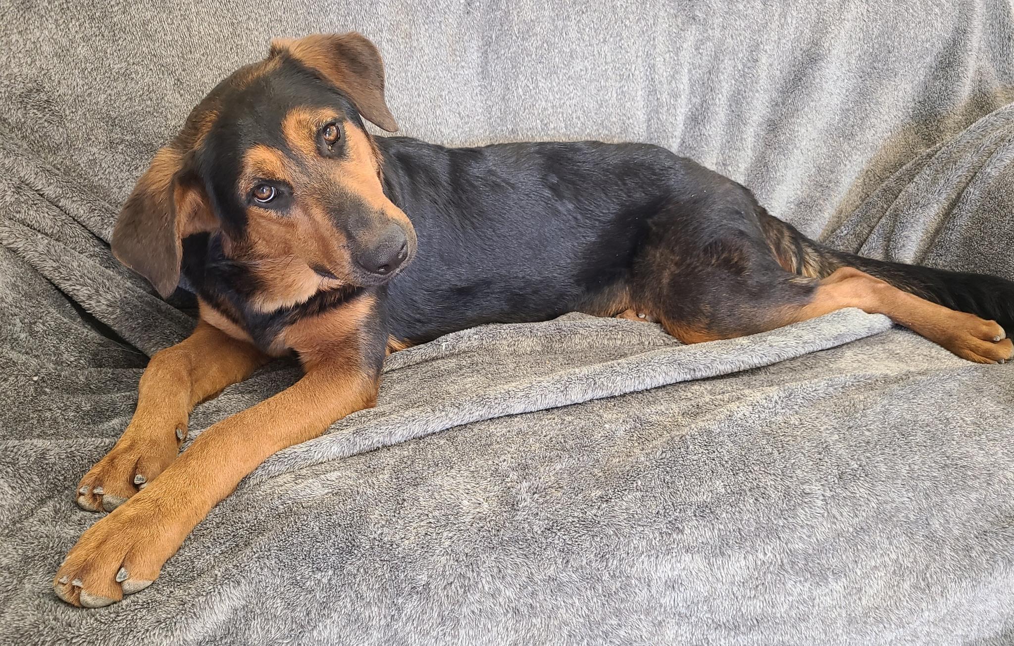 Molli, Adoptable, Young Female Hound.