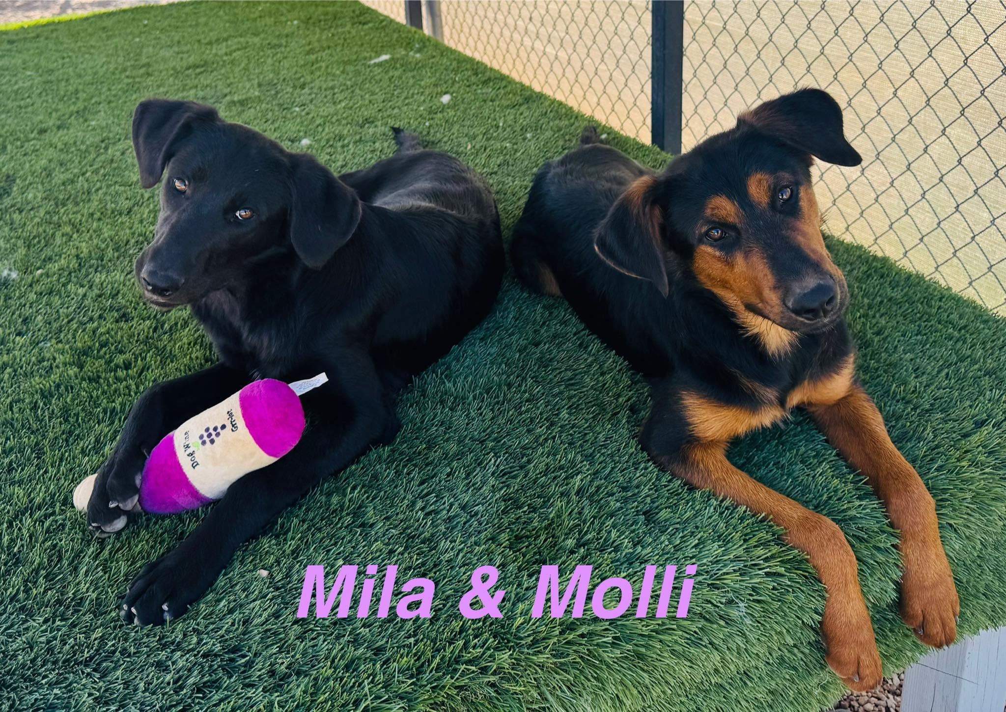 Molli, a Adoptable mixed breed in La Verkin, UT image 3/3