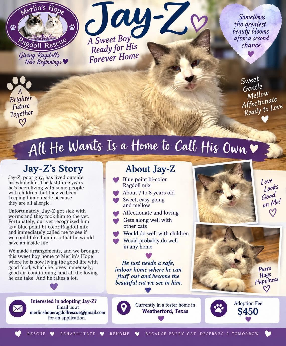 Jay-Z, Adopted, Adult Male Ragdoll.