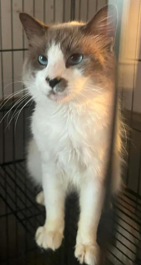Jay-Z, a ADOPTABLE mixed breed in Ennis, TX image 3/4