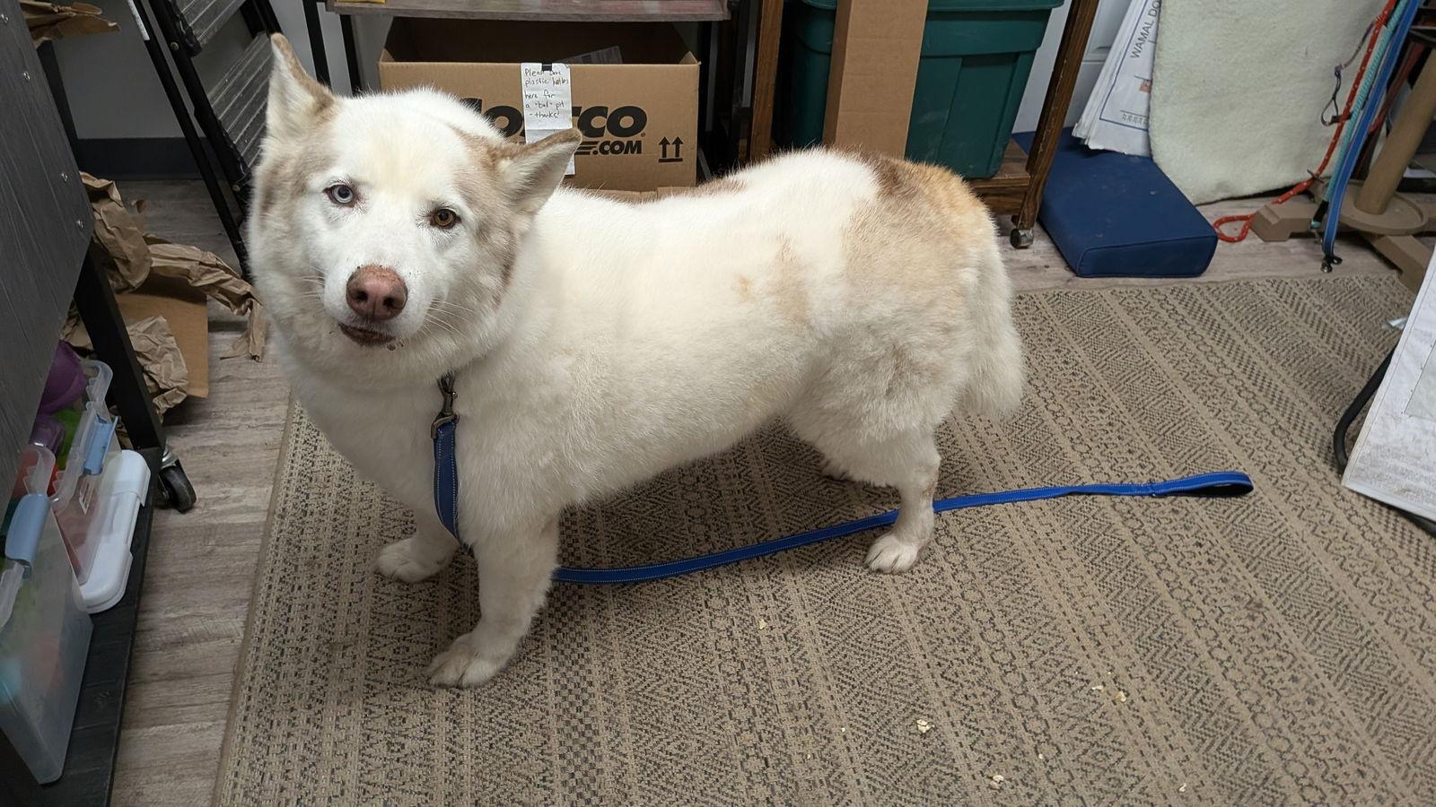 LOBO, Adoptable, Adult Male Alaskan Malamute & Siberian Husky.