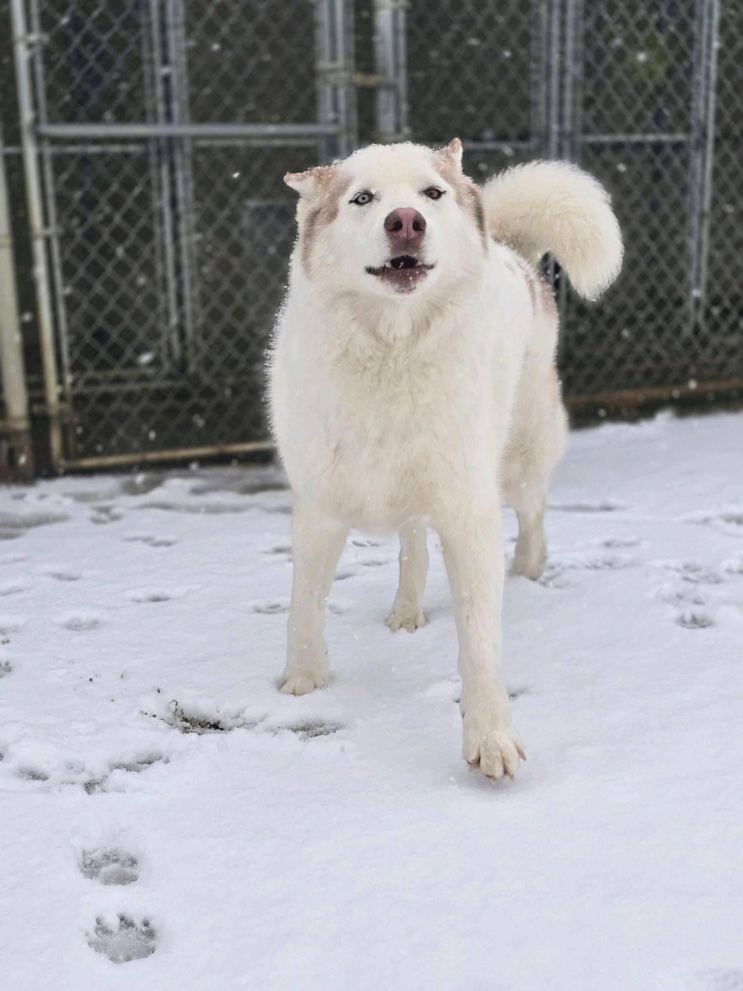 Enlarge LOBO, a Adoptable mixed breed in Seattle, WA image 2/3