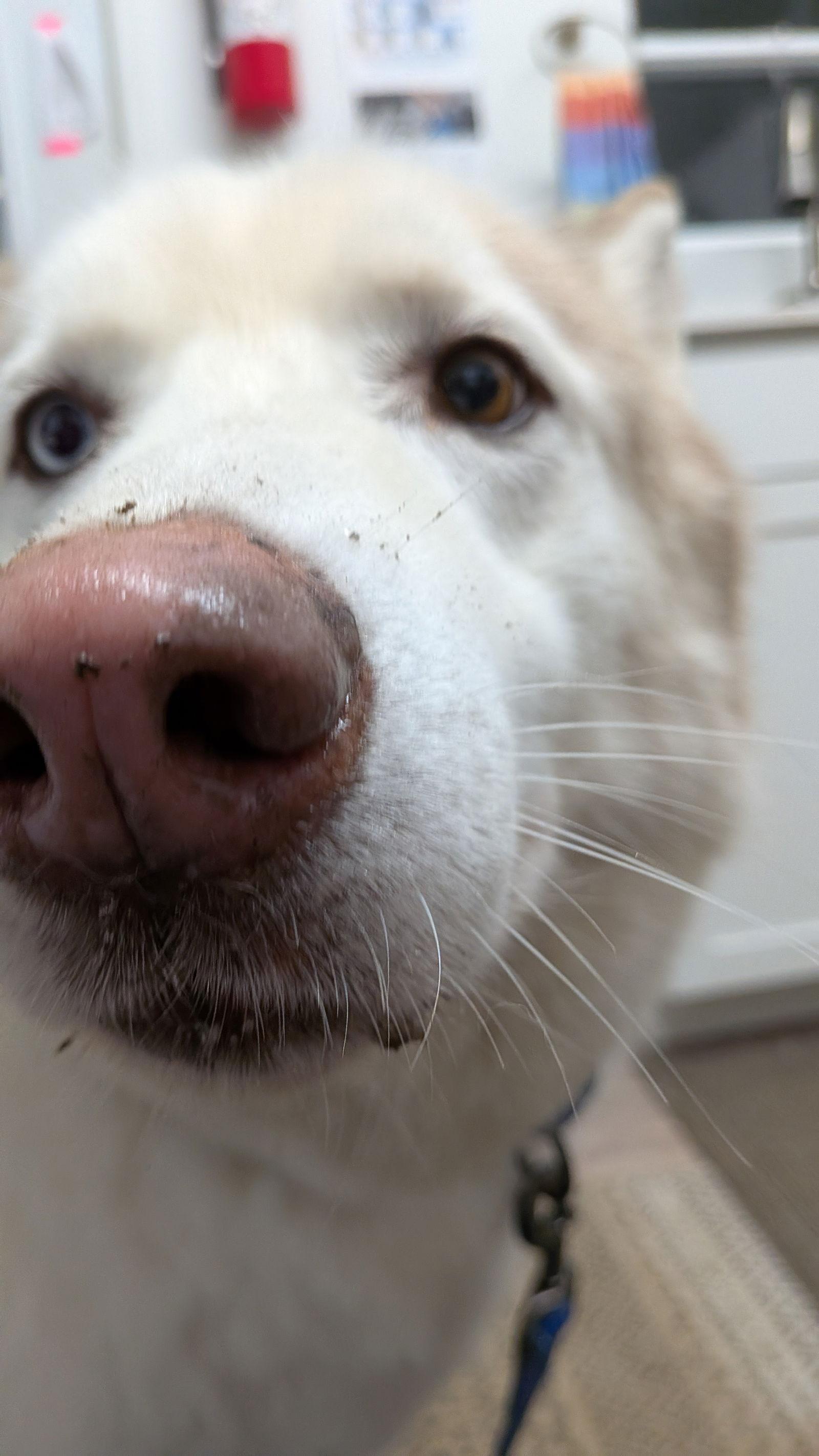 Enlarge LOBO, a Adoptable mixed breed in Seattle, WA image 3/3