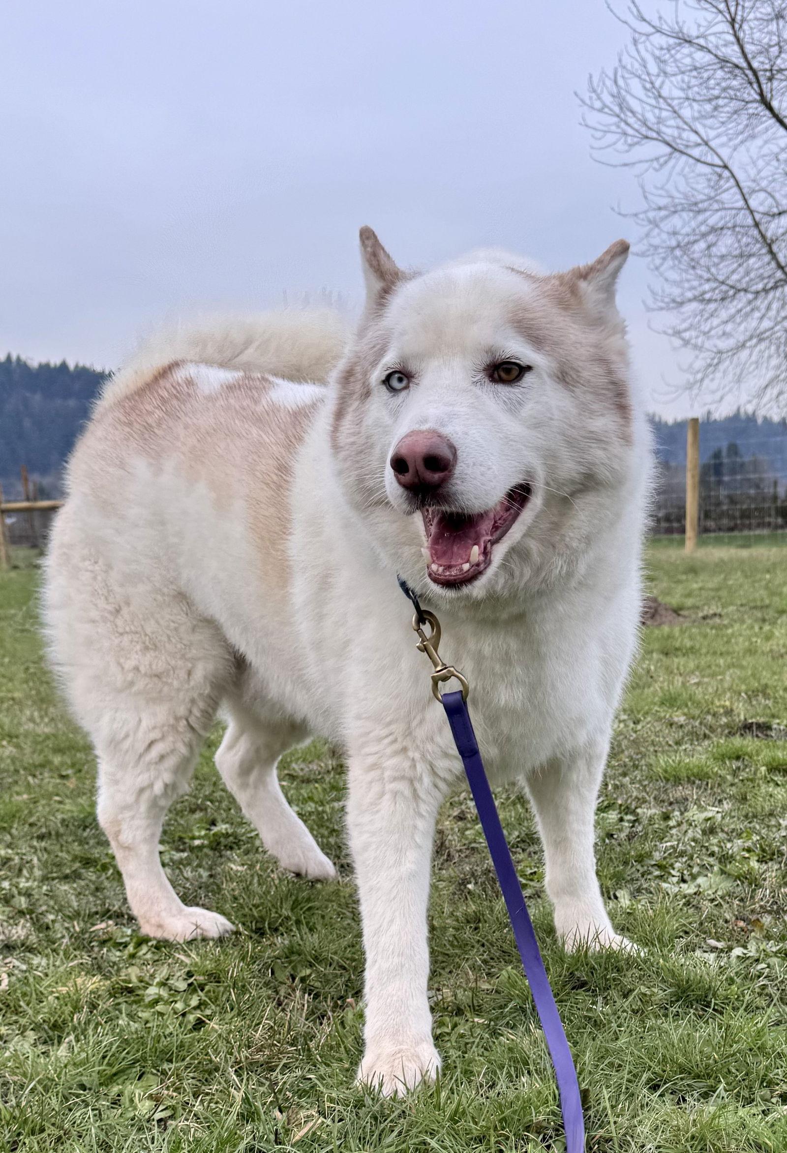 Enlarge LOBO, a Adoptable mixed breed in Seattle, WA image 3/3