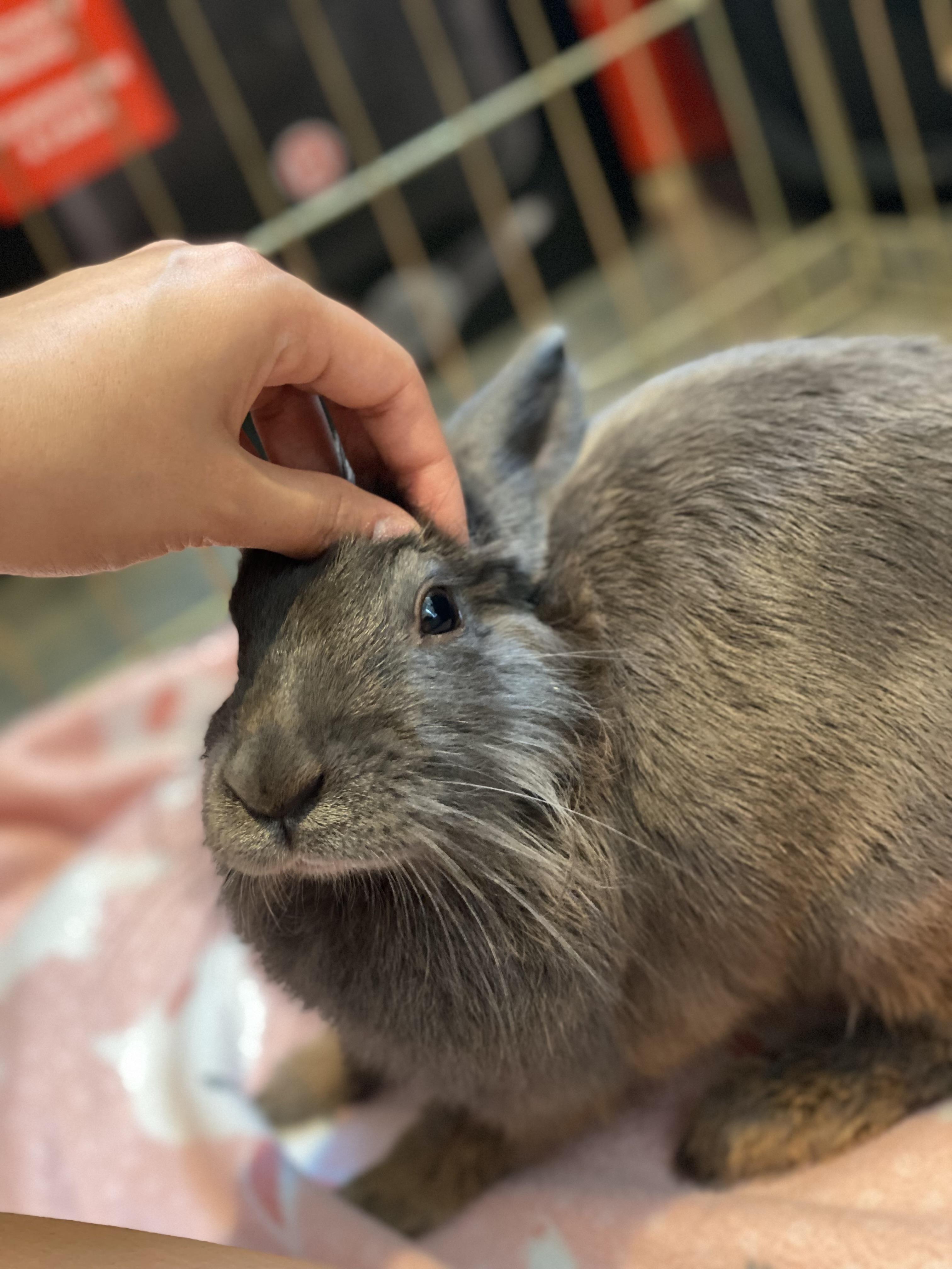 Enlarge Espresso, an adopted mixed breed in San Antonio, TX image 1/5