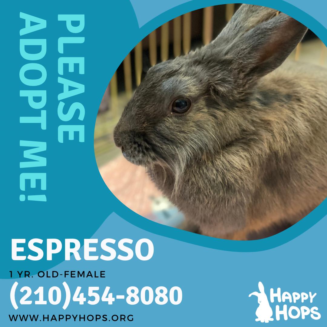 Enlarge Espresso, an adopted mixed breed in San Antonio, TX image 2/5