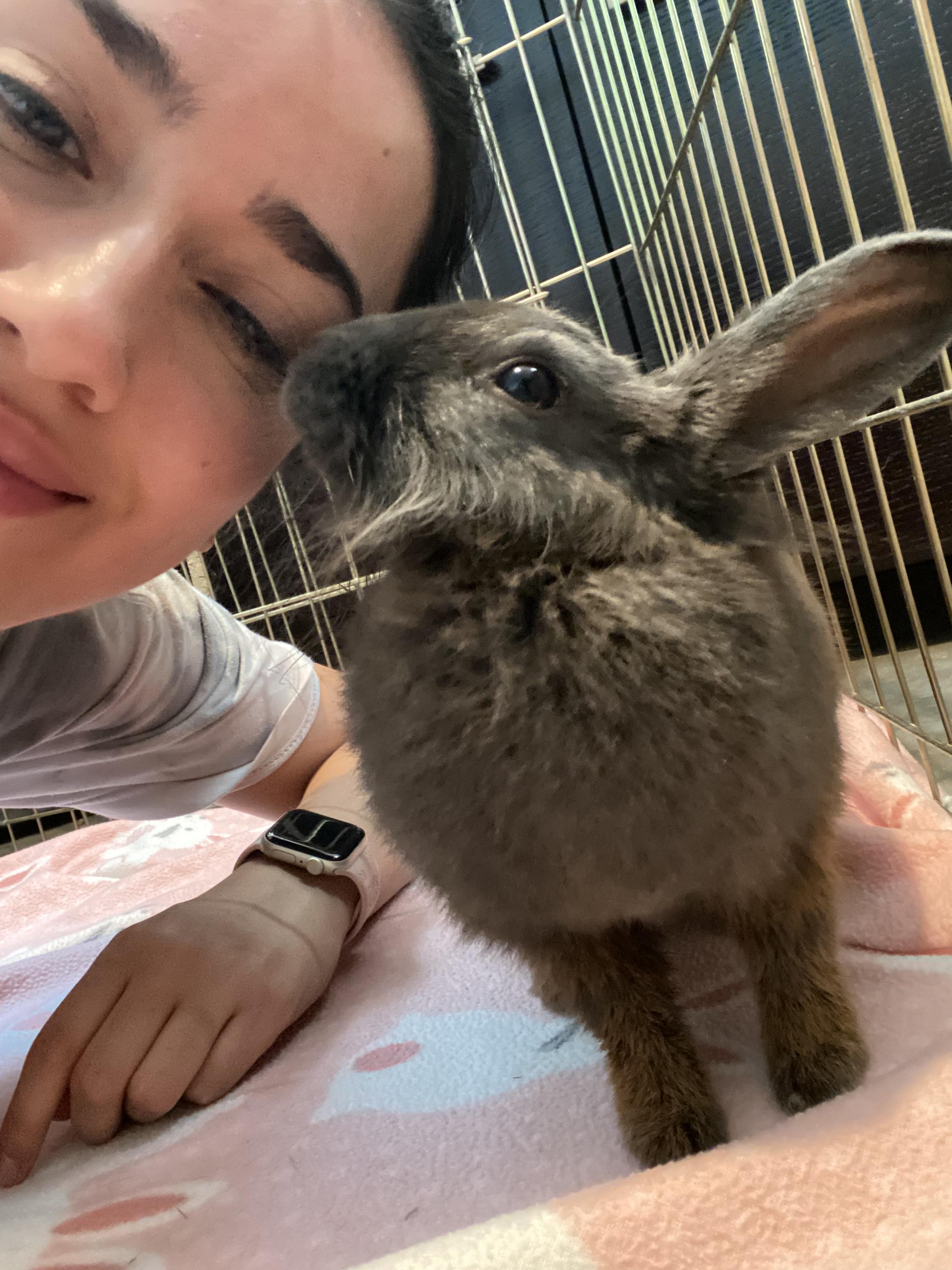 Enlarge Espresso, an adopted mixed breed in San Antonio, TX image 3/5