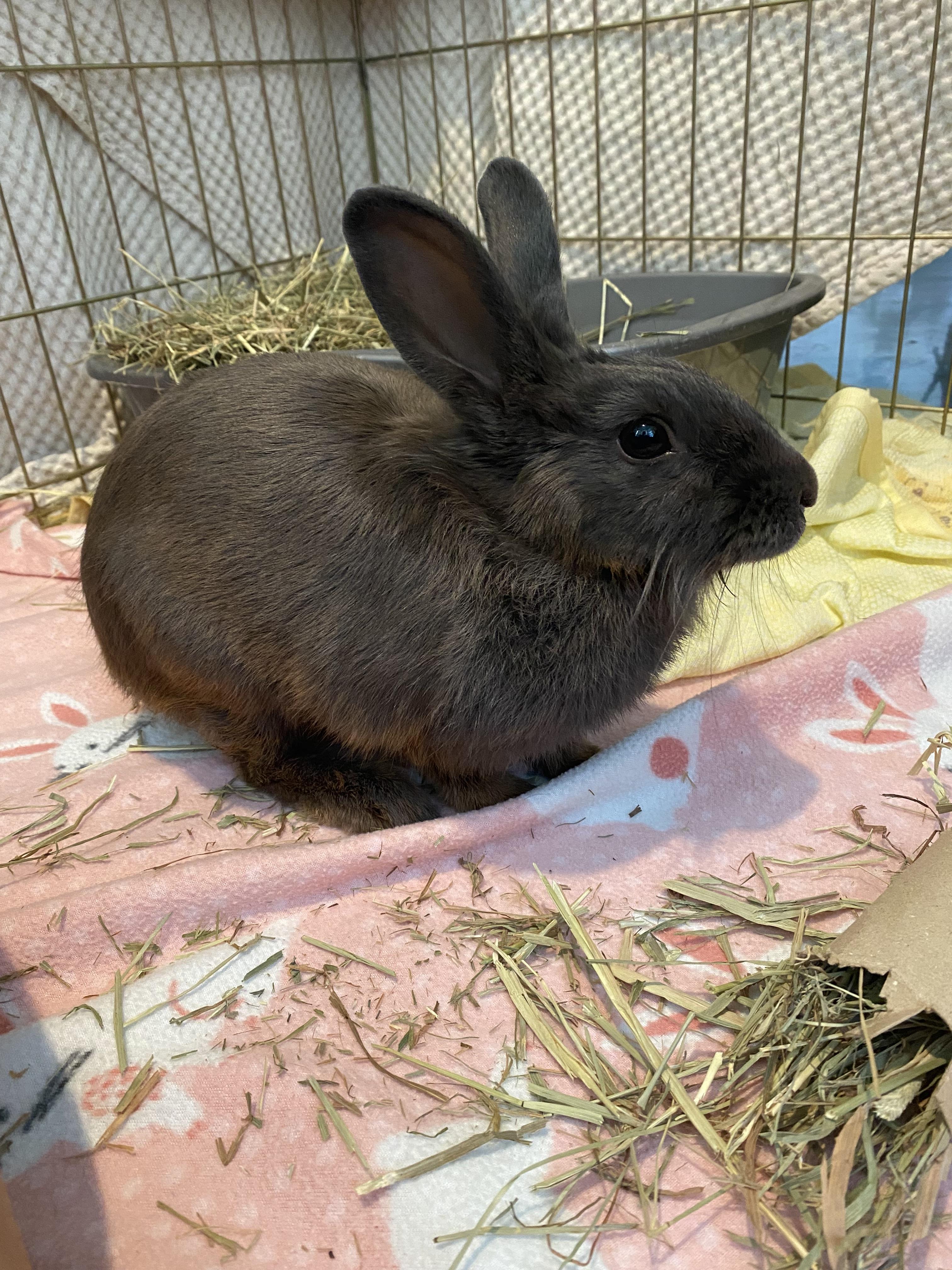 Enlarge Espresso, an adopted mixed breed in San Antonio, TX image 4/5