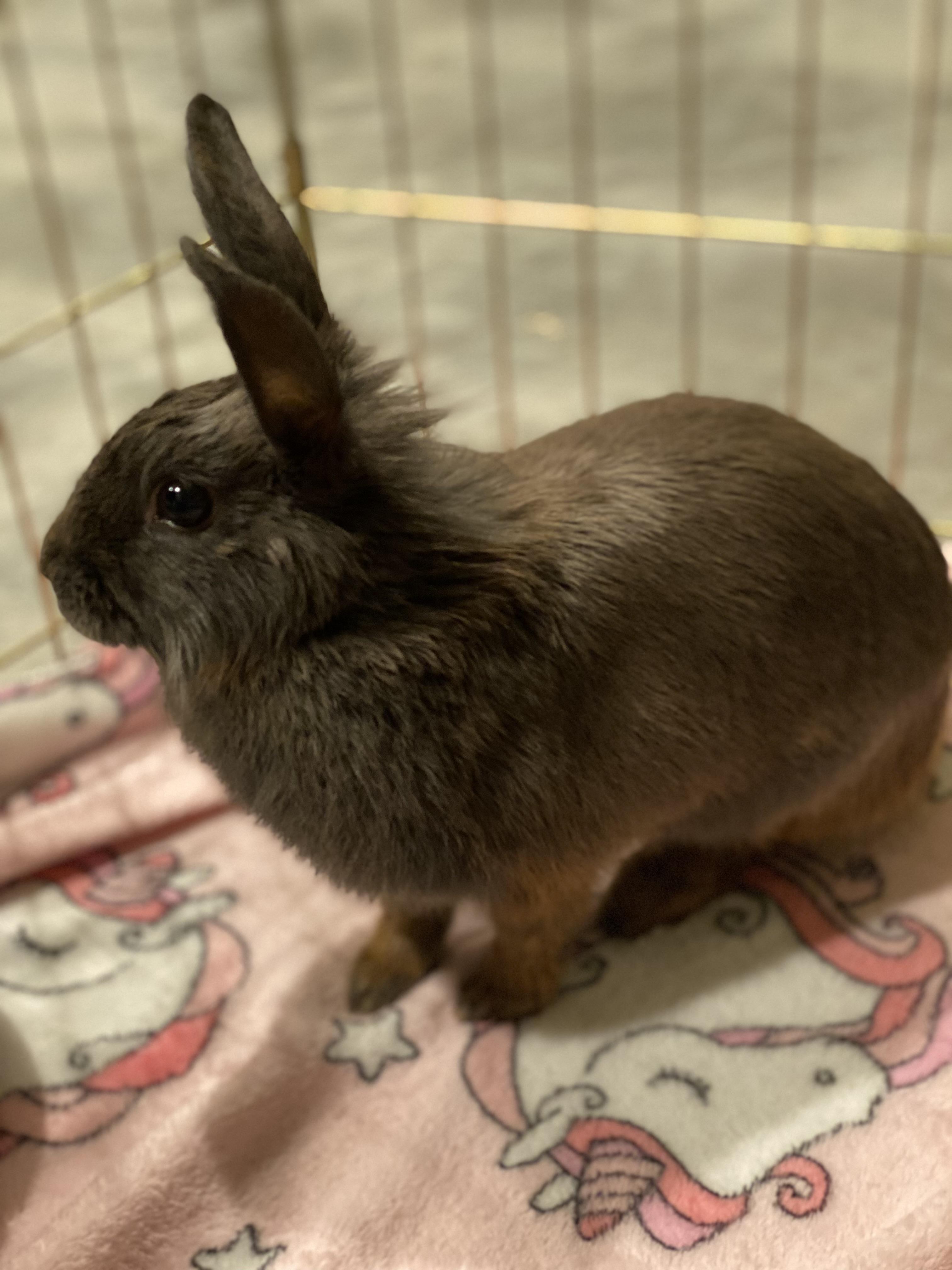 Enlarge Espresso, an adopted mixed breed in San Antonio, TX image 5/5