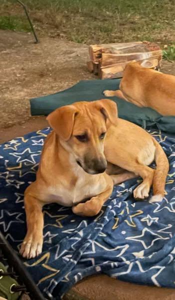 Enlarge Charlie, a Adoptable Mixed Breed in Brooklyn, NY image 6/6