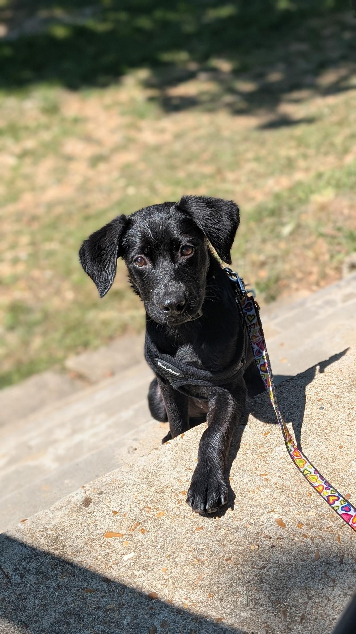 Enlarge Jelly, a Adopted mixed breed in St. Louis, MO image 1/3