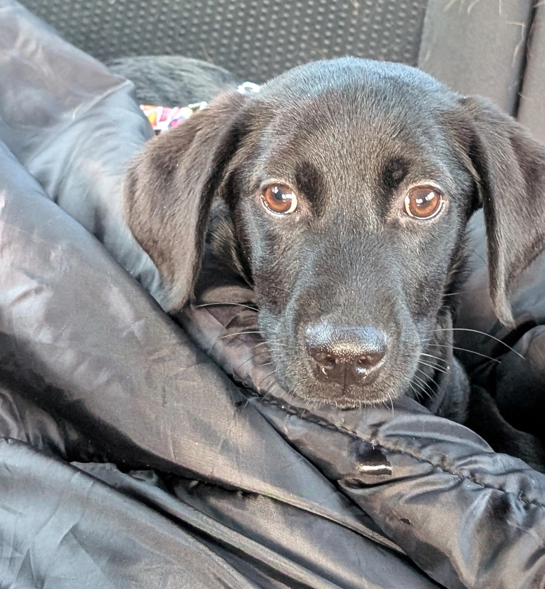 Enlarge Jelly, a Adopted mixed breed in St. Louis, MO image 3/3