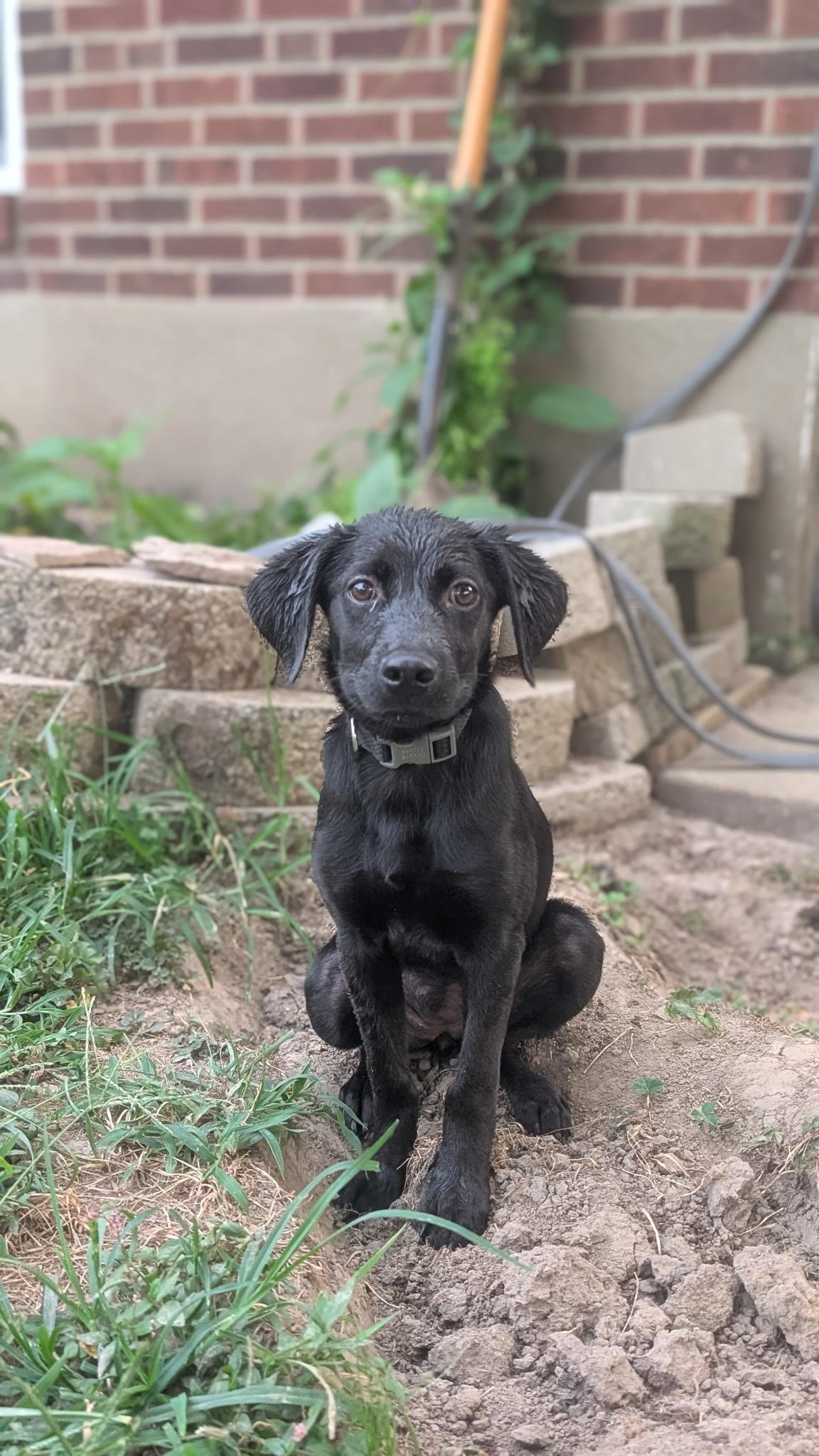 Enlarge Jelly, a Adopted mixed breed in St. Louis, MO image 2/3