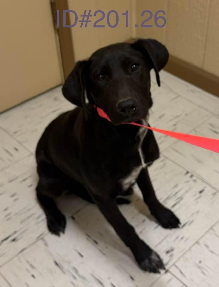 #201, adopted, Young Female Black Labrador Retriever.