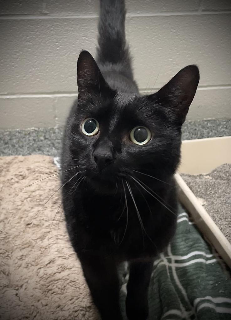Jasper, adoptable, Senior Male Domestic Short Hair.
