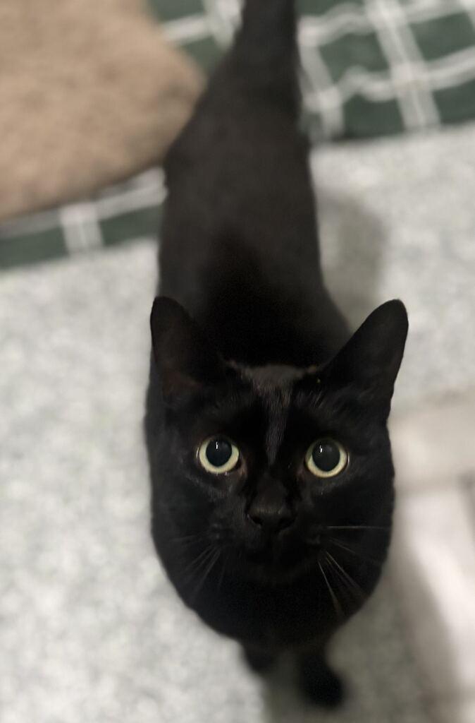 Jasper, an adoptable Domestic Short Hair in Jackson, MI image 5/6