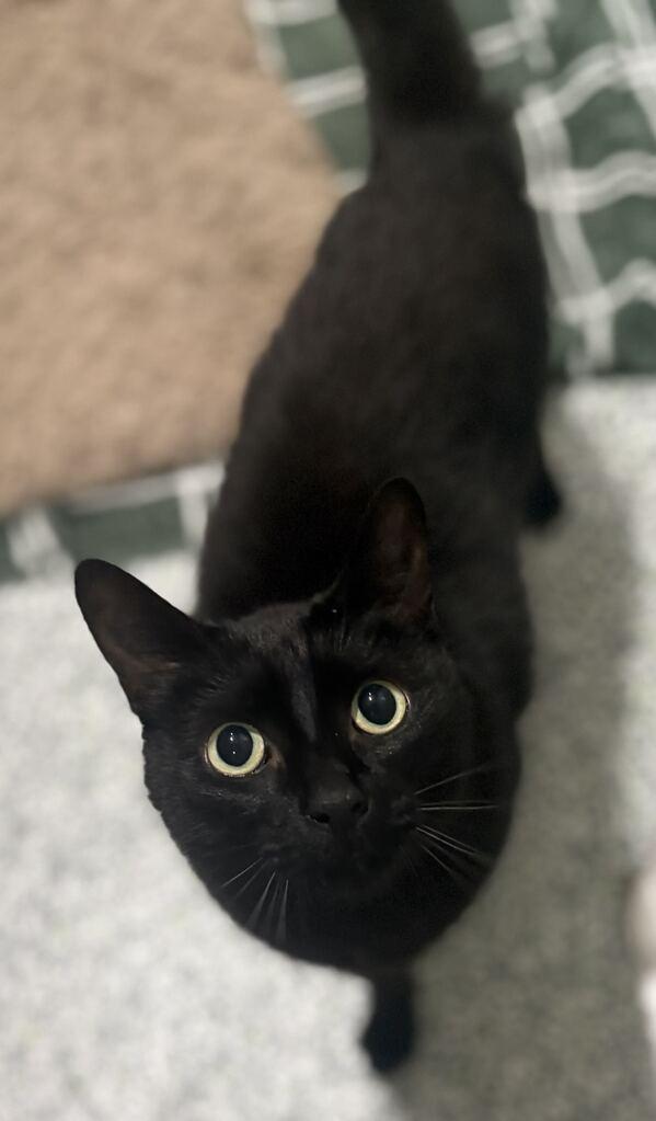 Jasper, an adoptable Domestic Short Hair in Jackson, MI image 6/6