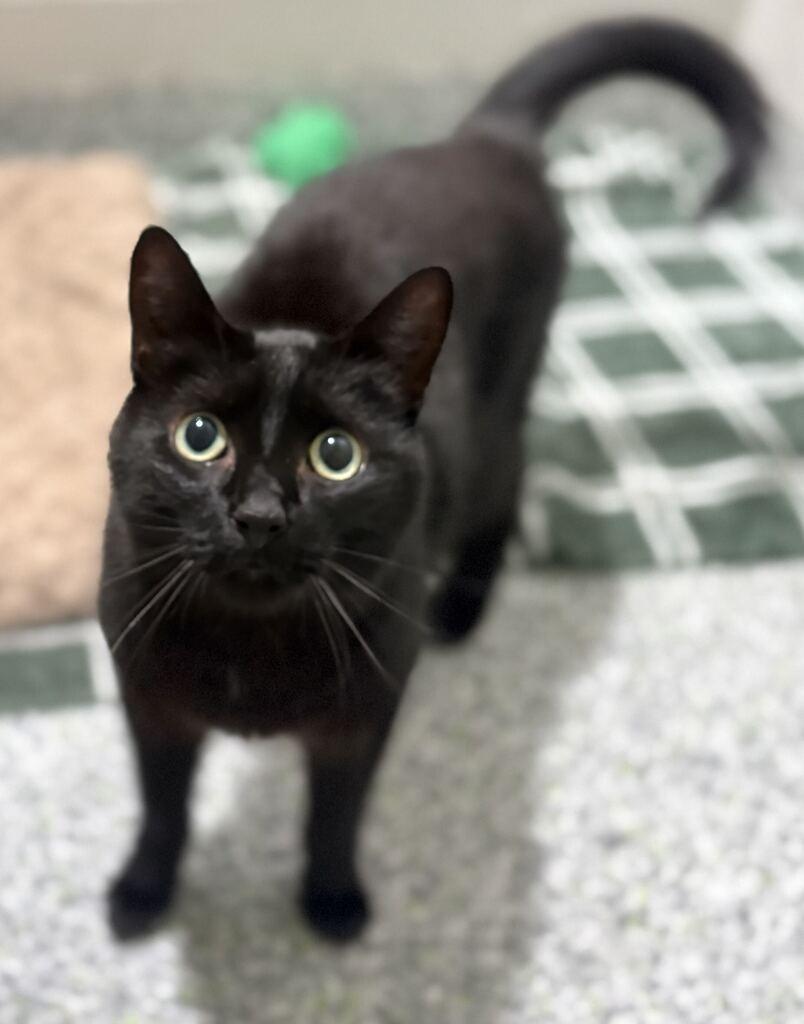 Jasper, an adoptable Domestic Short Hair in Jackson, MI image 4/6