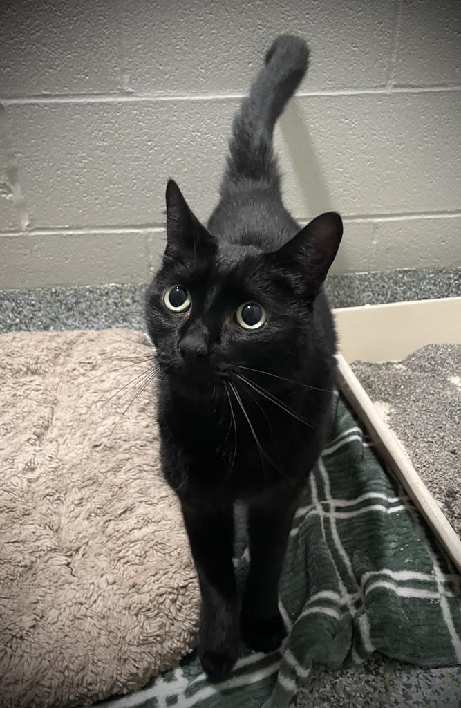 Jasper, an adoptable Domestic Short Hair in Jackson, MI image 2/6