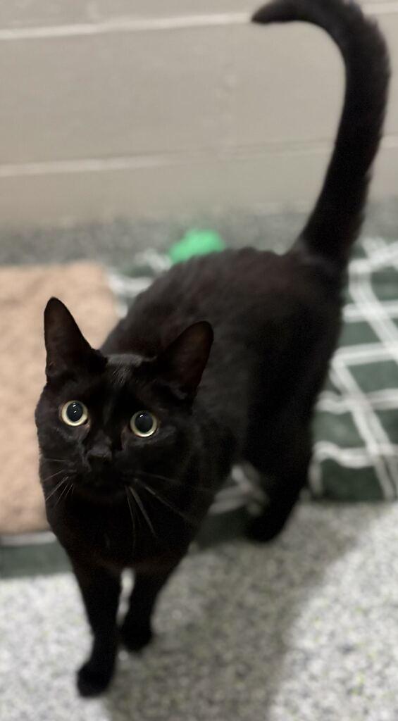 Jasper, an adoptable Domestic Short Hair in Jackson, MI image 3/6