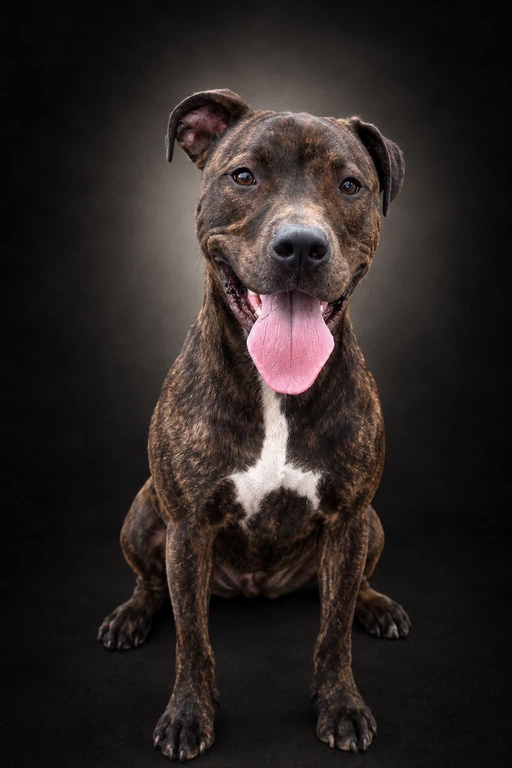 Enlarge Fireball, a Adoptable mixed breed in Shelbyville, KY image 2/2