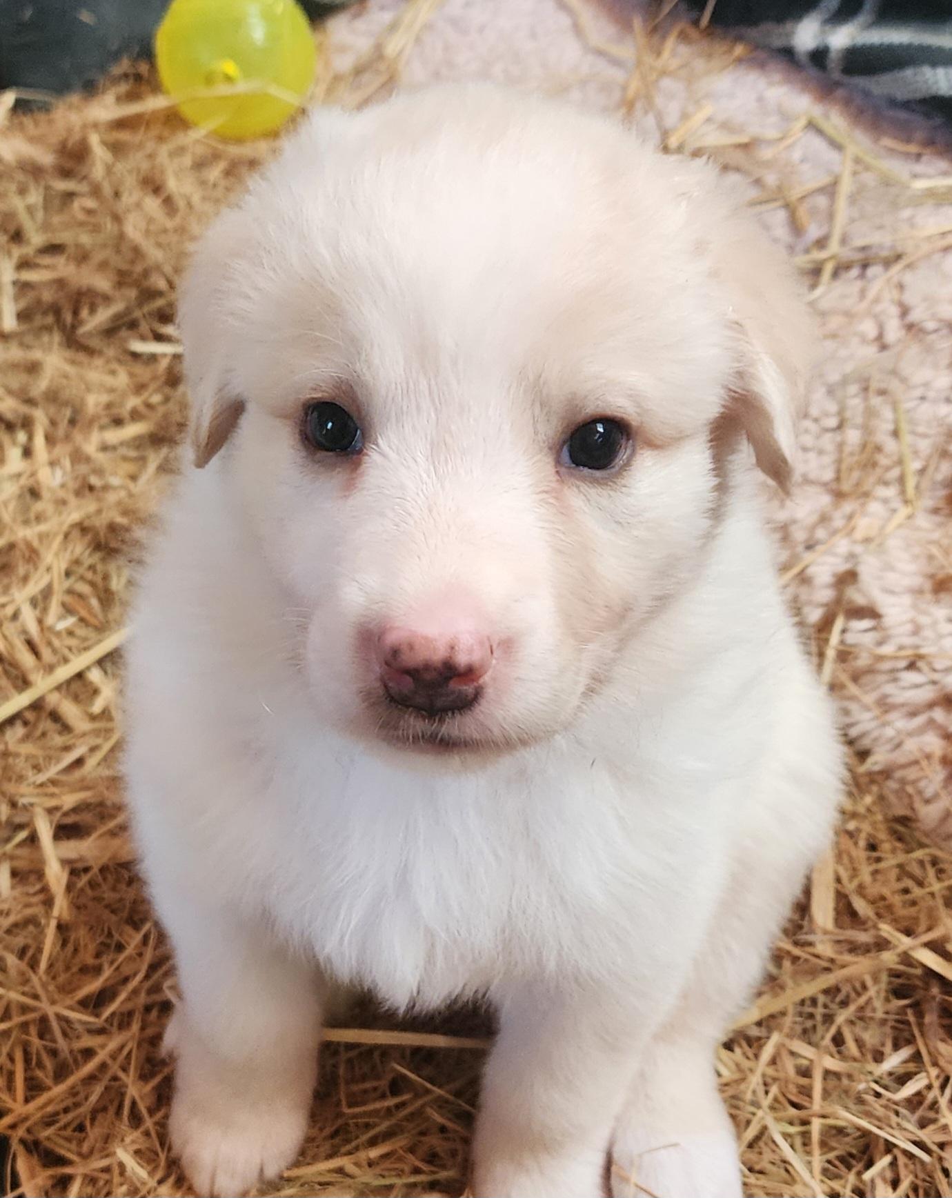 Jett, Adopted, Puppy Male Great Pyrenees & Golden Retriever.