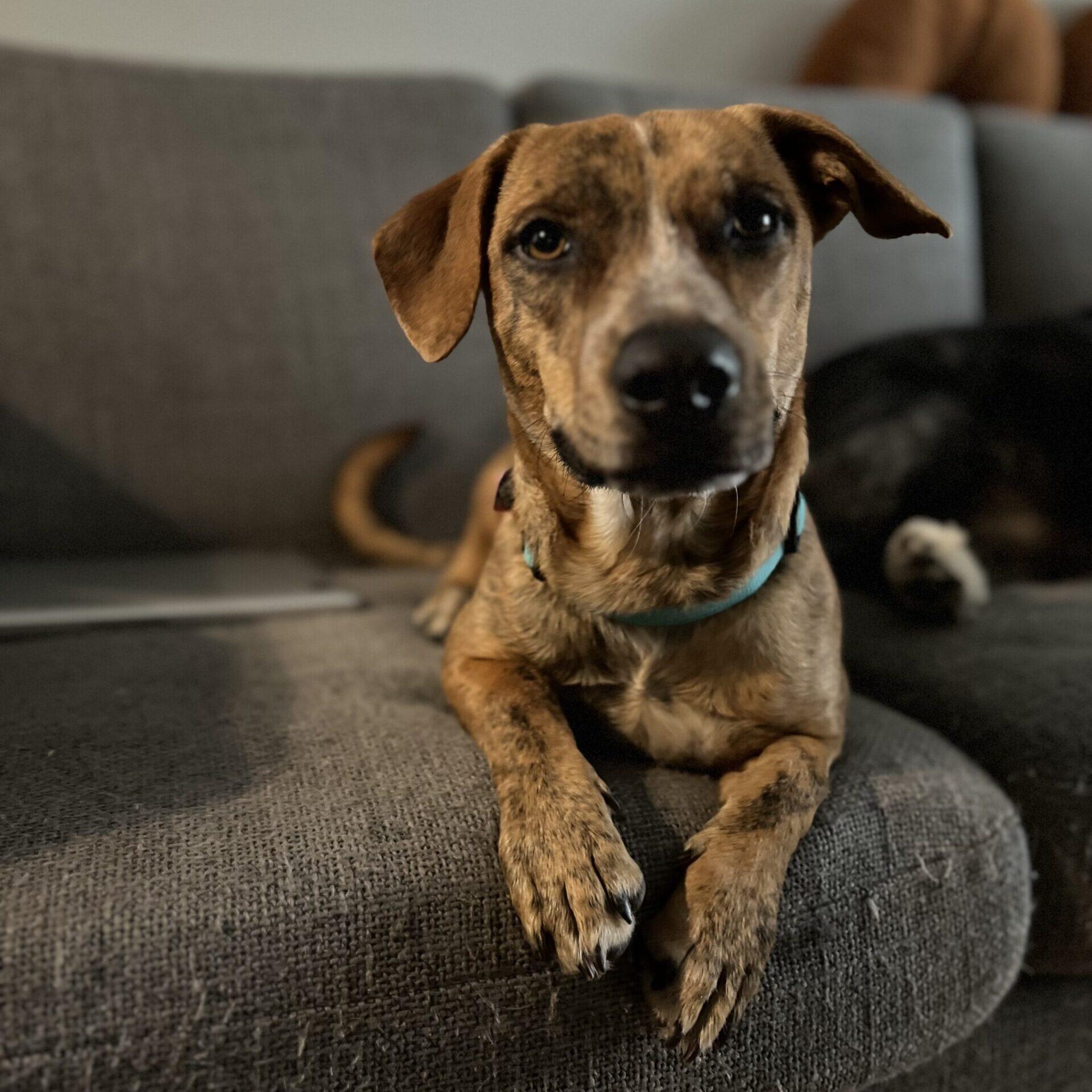 Pinto, adopted, Young Male Jack Russell Terrier.