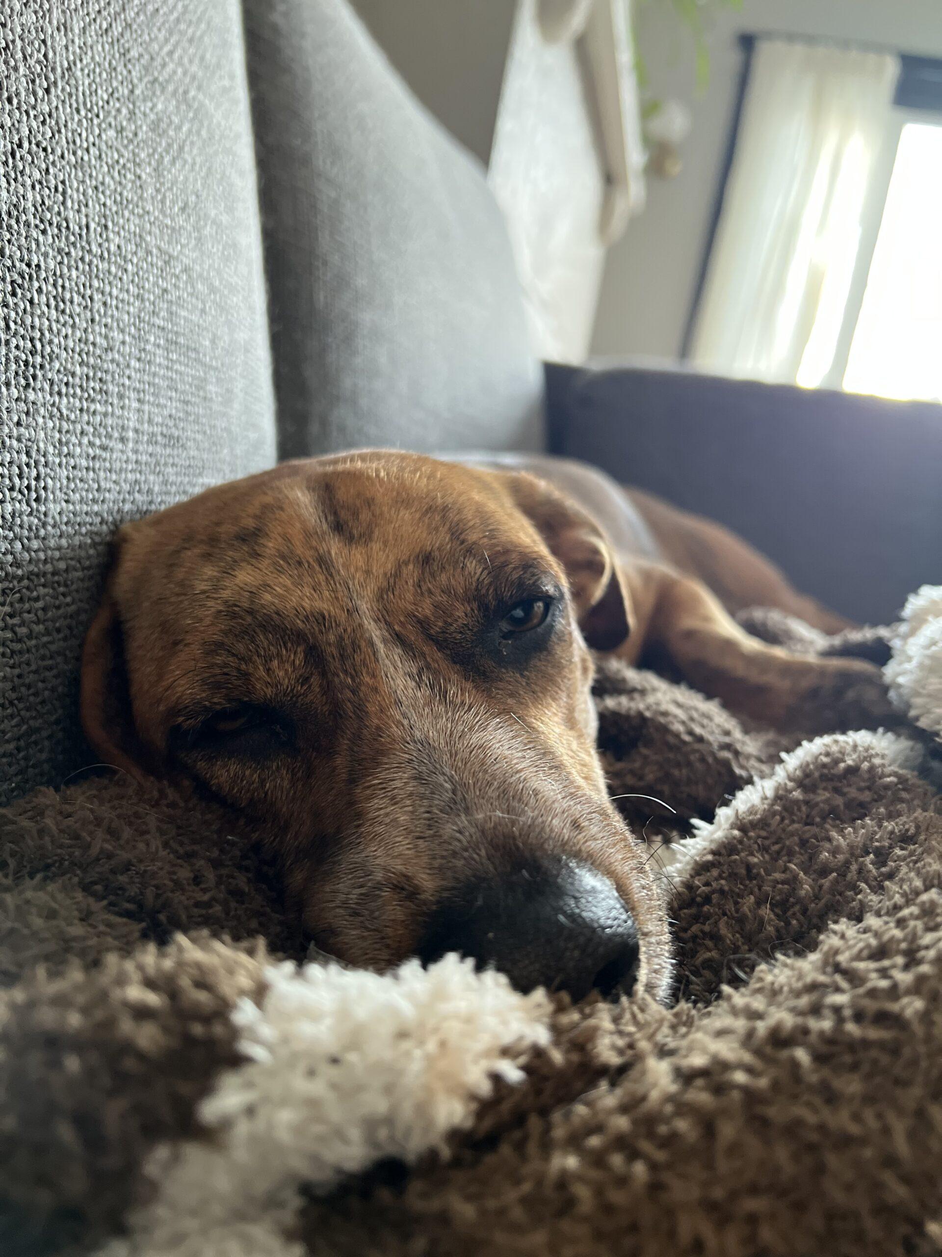 Enlarge Pinto, an adopted mixed breed in Calgary, AB image 2/3