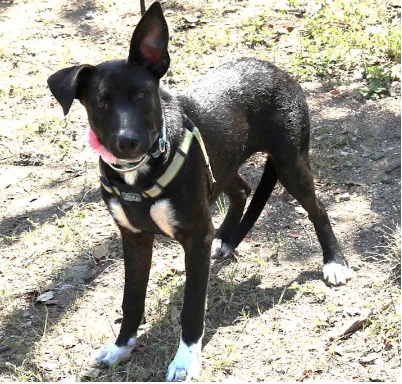 Enlarge Kai, a Adoptable mixed breed in Bandera, TX image 1/4