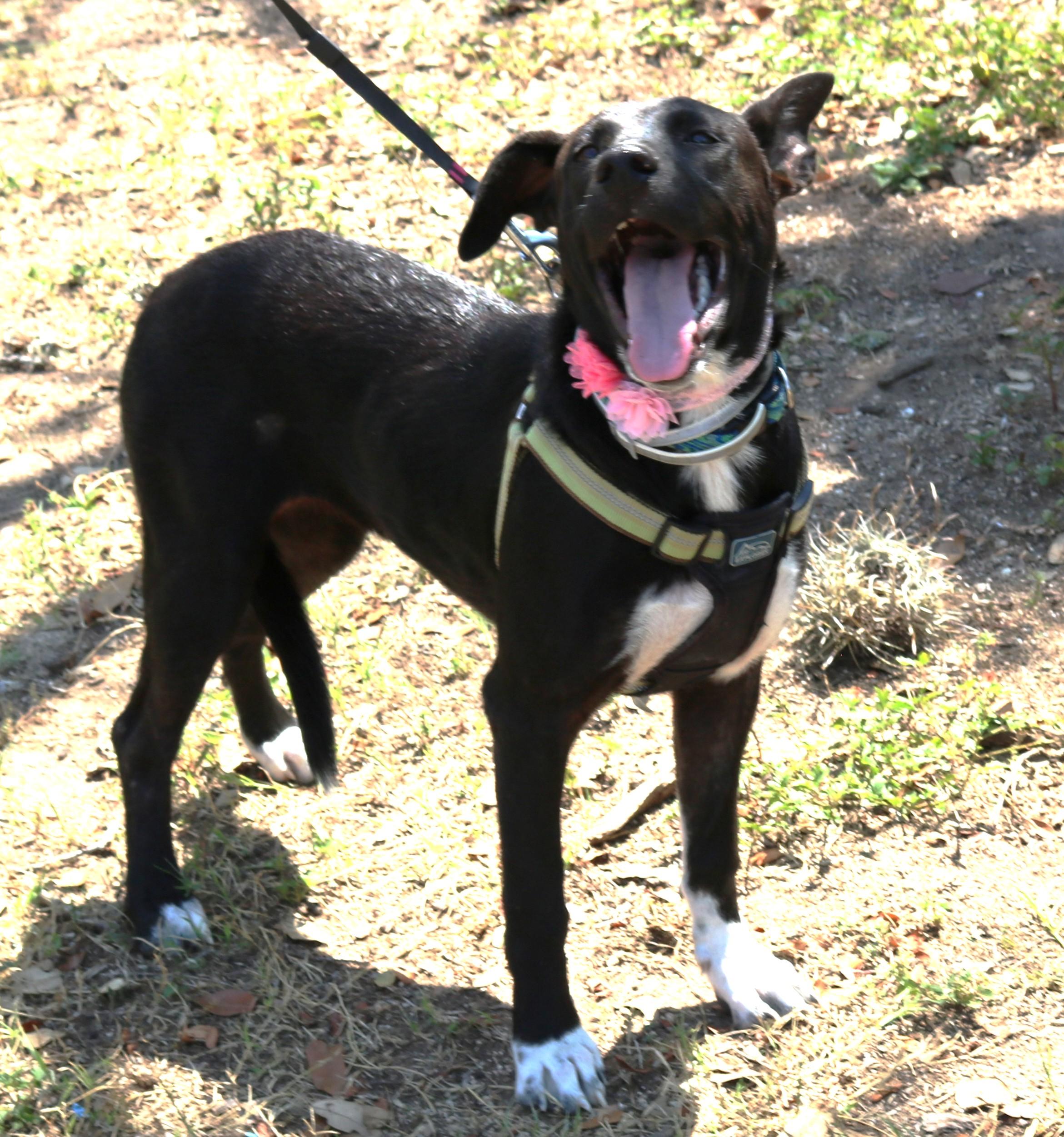 Enlarge Kai, a Adoptable mixed breed in Bandera, TX image 2/4