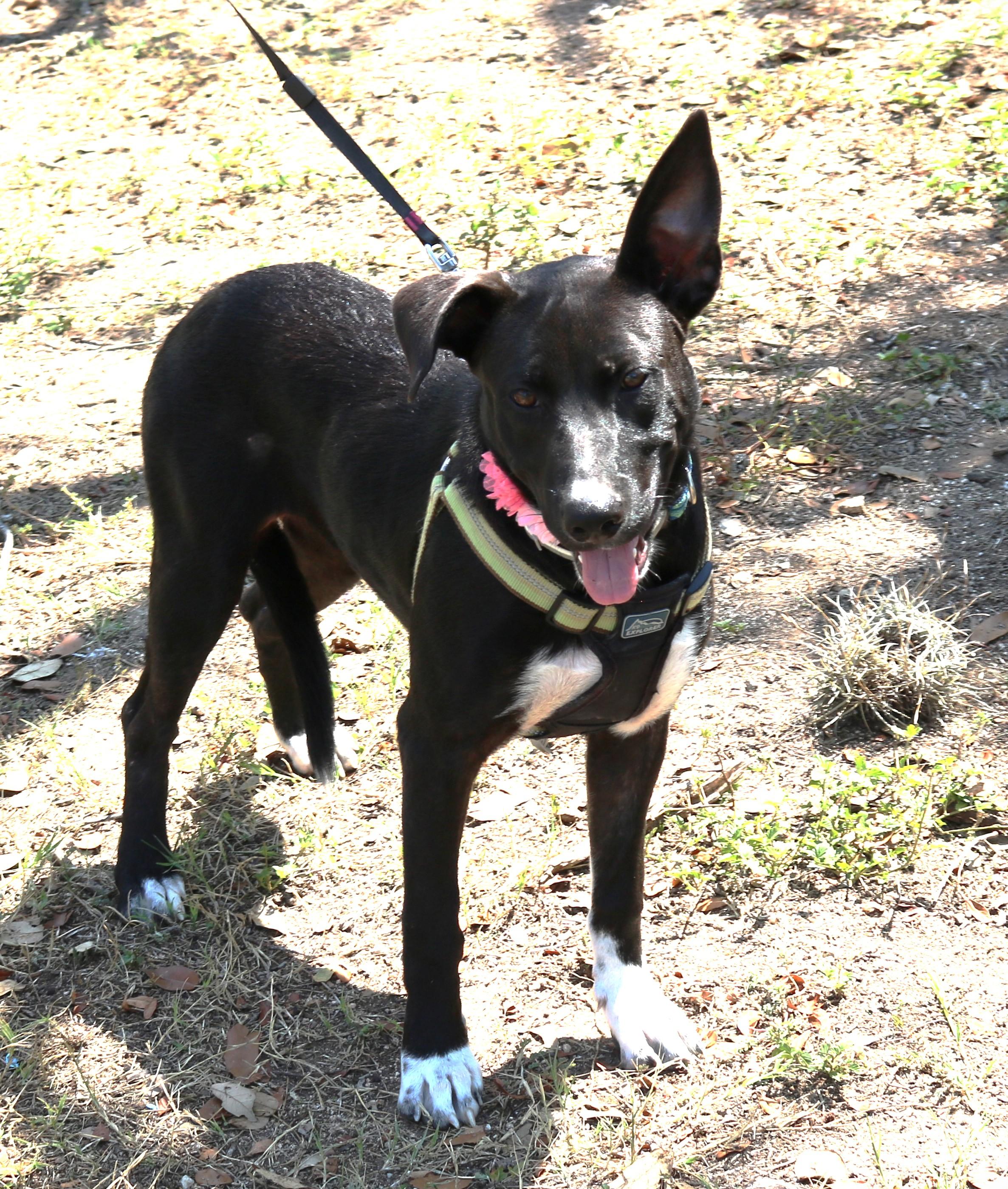 Enlarge Kai, a Adoptable mixed breed in Bandera, TX image 3/4