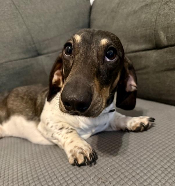 Enlarge Leo, an adopted Dachshund in Portland, OR image 4/6