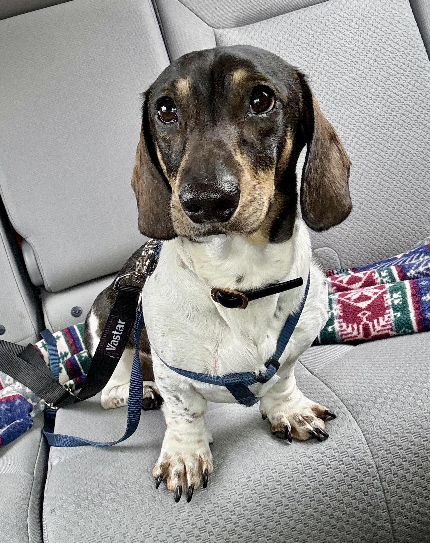 Enlarge Leo, an adopted Dachshund in Portland, OR image 5/6