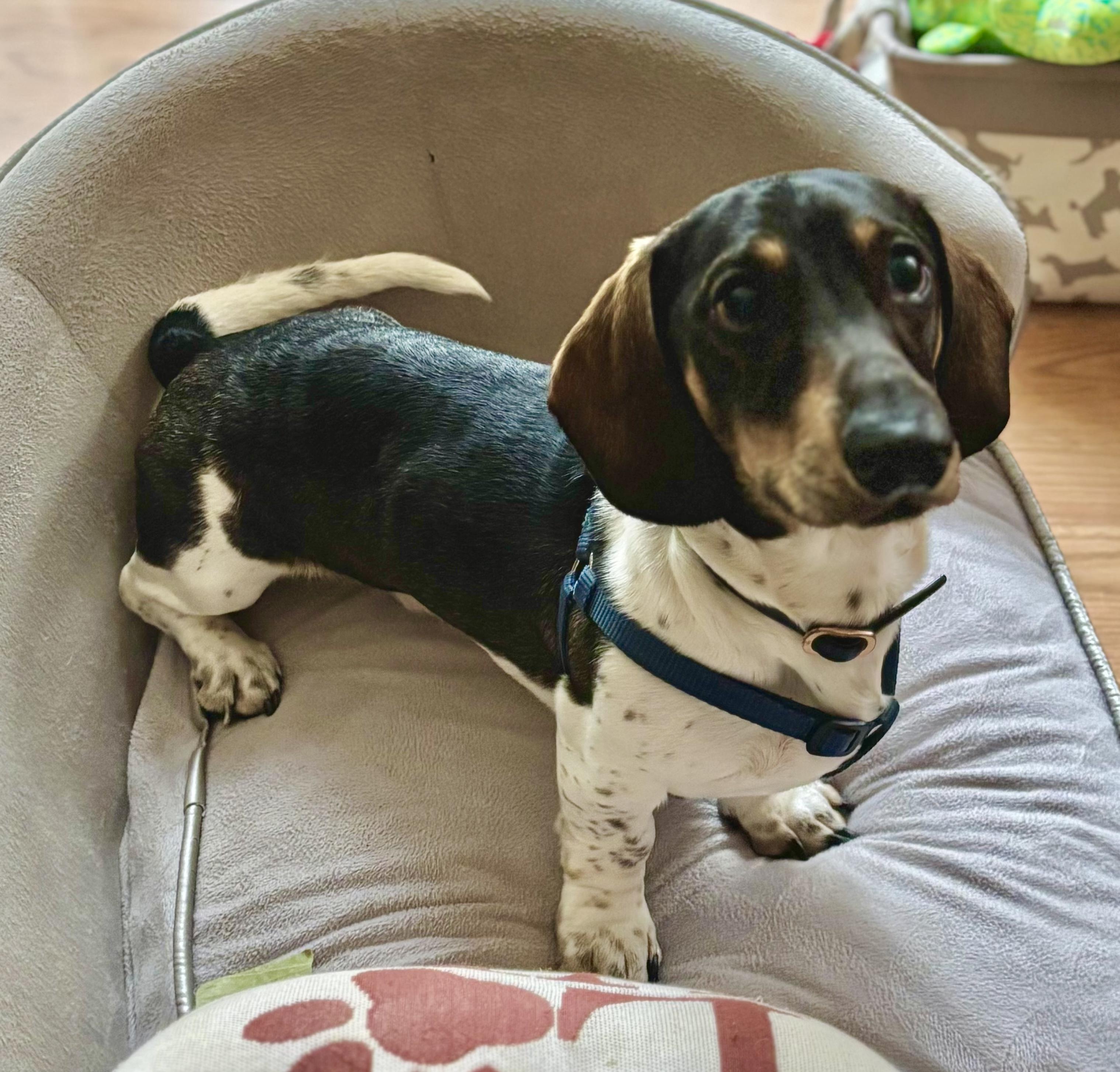 Enlarge Leo, an adopted Dachshund in Portland, OR image 3/6