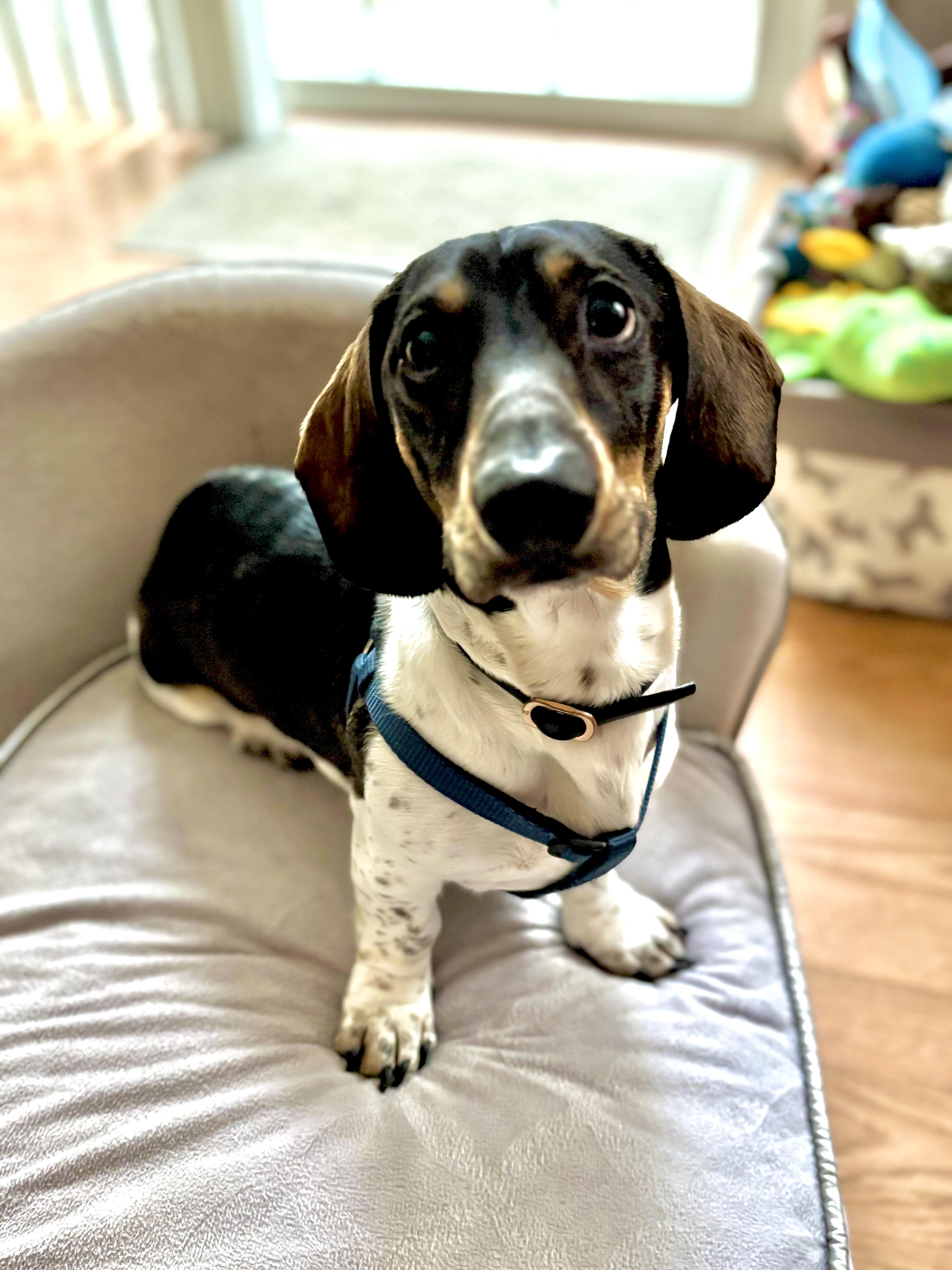 Enlarge Leo, an adopted Dachshund in Portland, OR image 1/6