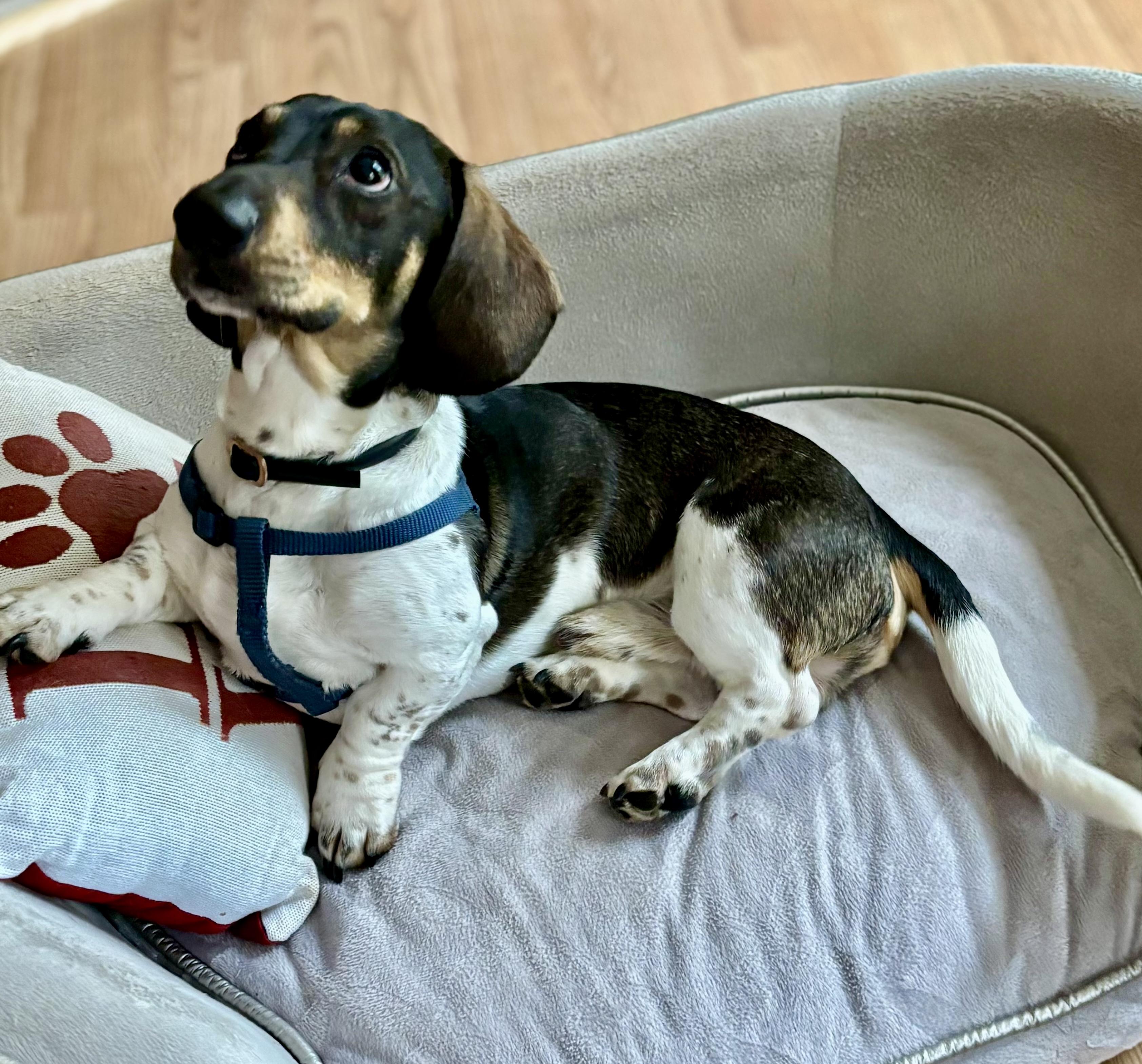 Enlarge Leo, an adopted Dachshund in Portland, OR image 6/6