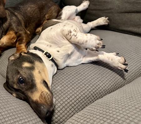 Enlarge Leo, an adopted Dachshund in Portland, OR image 2/6