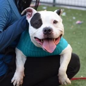 PB & J, Adoptable, Adult Female Mixed Breed.